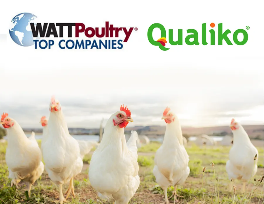 MHP și Qualiko — producătorul nr. 1 de pui din Europa, WATTPoultry 2022
